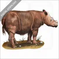 Sumatran Rhinoceros stock image