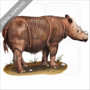 Sumatran Rhinoceros stock image