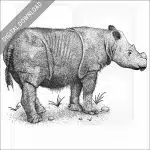 Sumatran Rhinoceros