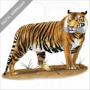 Sumatran Tiger stock image