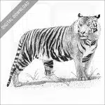 Sumatran Tiger