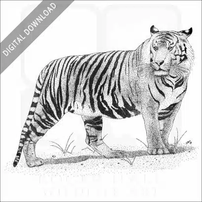 Sumatran Tiger