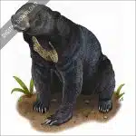 Malayan Sun Bear stock image