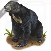 Malayan Sun Bear stock image