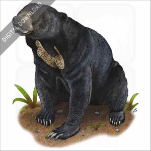 Malayan Sun Bear stock image