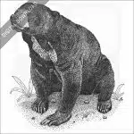 Malayan Sun Bear