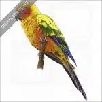 Sun Parakeet or Sun Conure stock image