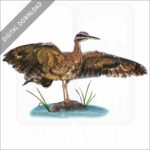 Sunbittern stock image