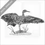 Sunbittern