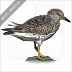 Surfbird stock image