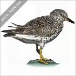 Surfbird stock image