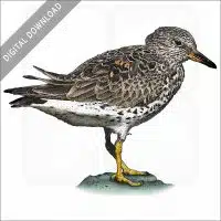 Surfbird stock image