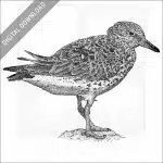 Surfbird