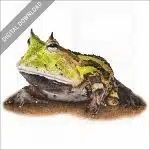 Surinam Horned Frog stock image