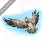 Swainson's Hawk stock image