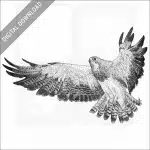 Swainson's Hawk