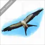 Swallow-Tailed Kite stock image
