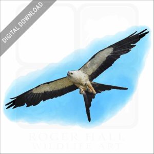 Swallow-Tailed Kite stock image