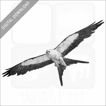 Swallow-Tailed Kite
