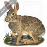 Swamp Rabbit stock image