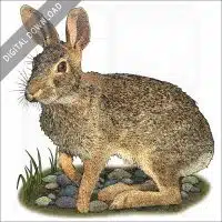 Swamp Rabbit stock image
