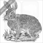 Swamp Rabbit