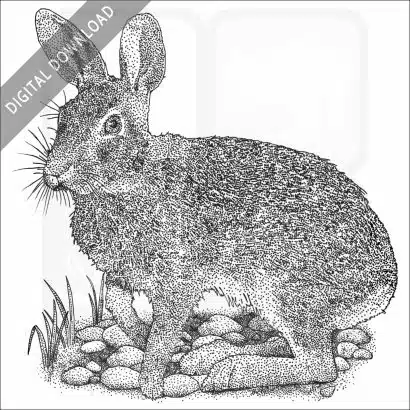 Swamp Rabbit