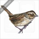 Swamp Sparrow stock image