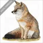 Swift Fox stock image