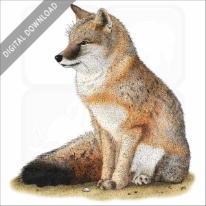 Swift Fox stock image