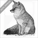 Swift Fox