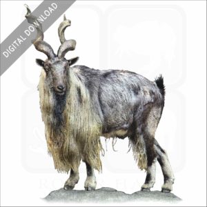 Tadjik Markhor stock image