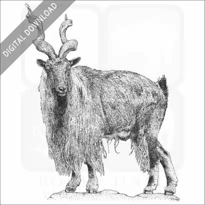 Tadjik Markhor