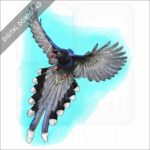 Taiwan Blue Magpie stock image