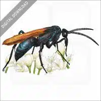 Milde's Tarantula Hawk stock image