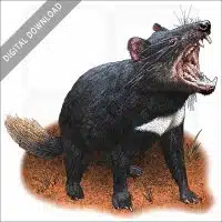 Tasmanian Devil stock image