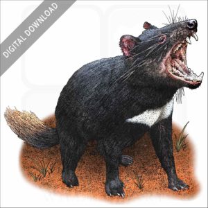 Tasmanian Devil stock image