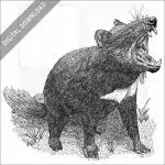 Tasmanian Devil