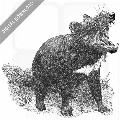 Tasmanian Devil