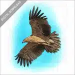 Tawny Eagle stock image