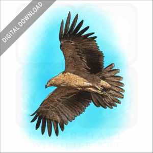 Tawny Eagle stock image