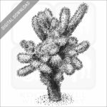 Teddy Bear Cholla stock image