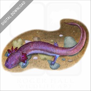 Tennessee Cave Salamander stock image