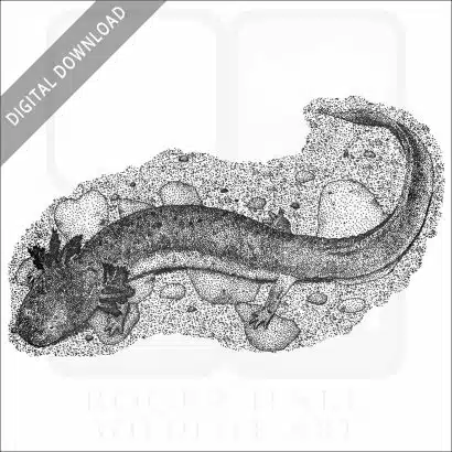 Tennessee Cave Salamander