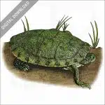 Texas River Cooter stock image
