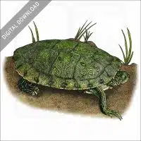 Texas River Cooter stock image
