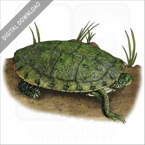 Texas River Cooter stock image