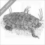 Texas River Cooter