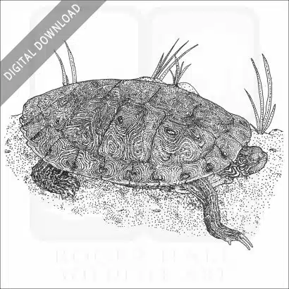 Texas River Cooter