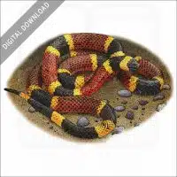 Texas Coral Snake stock image